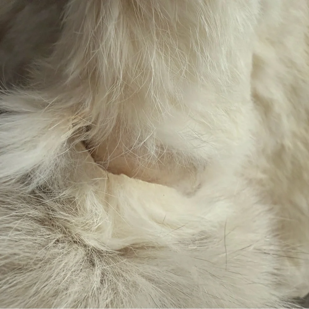 Berman’s Vintage Rabbit Fur Jacket - Picture 5 of 11
